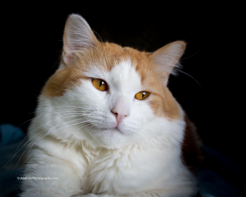 DSC_0338_9813.jpg