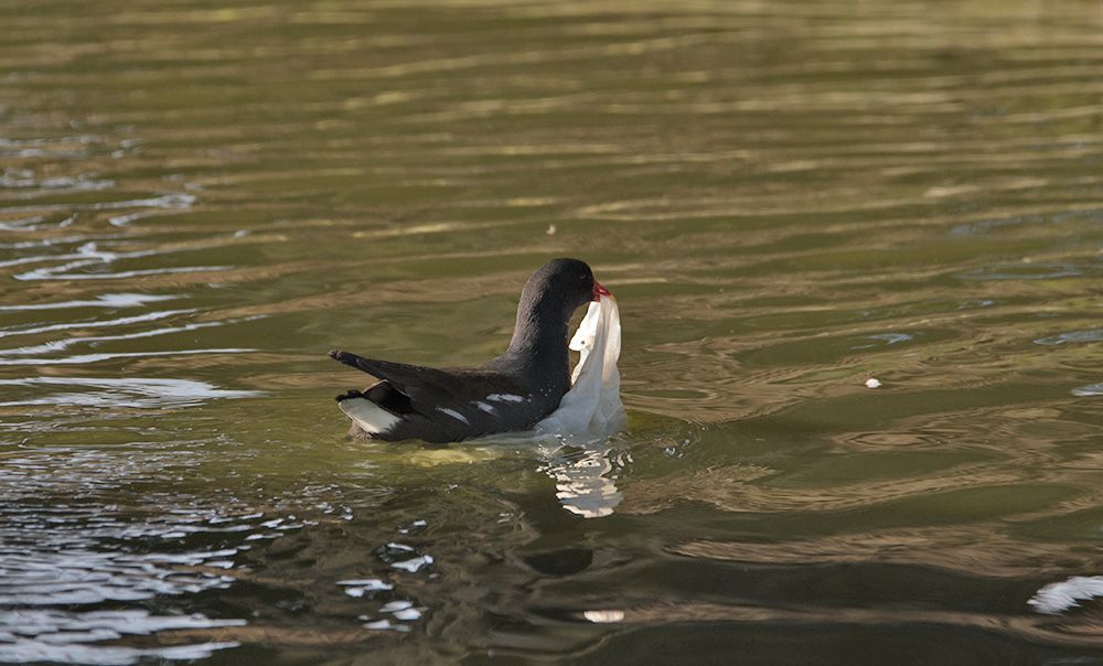 DSC_0340.jpg