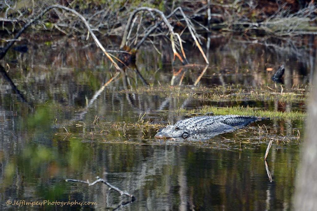 DSC_0340.jpg