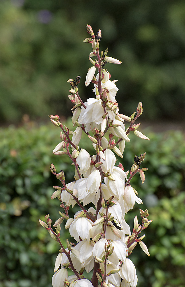 DSC_0341.jpg