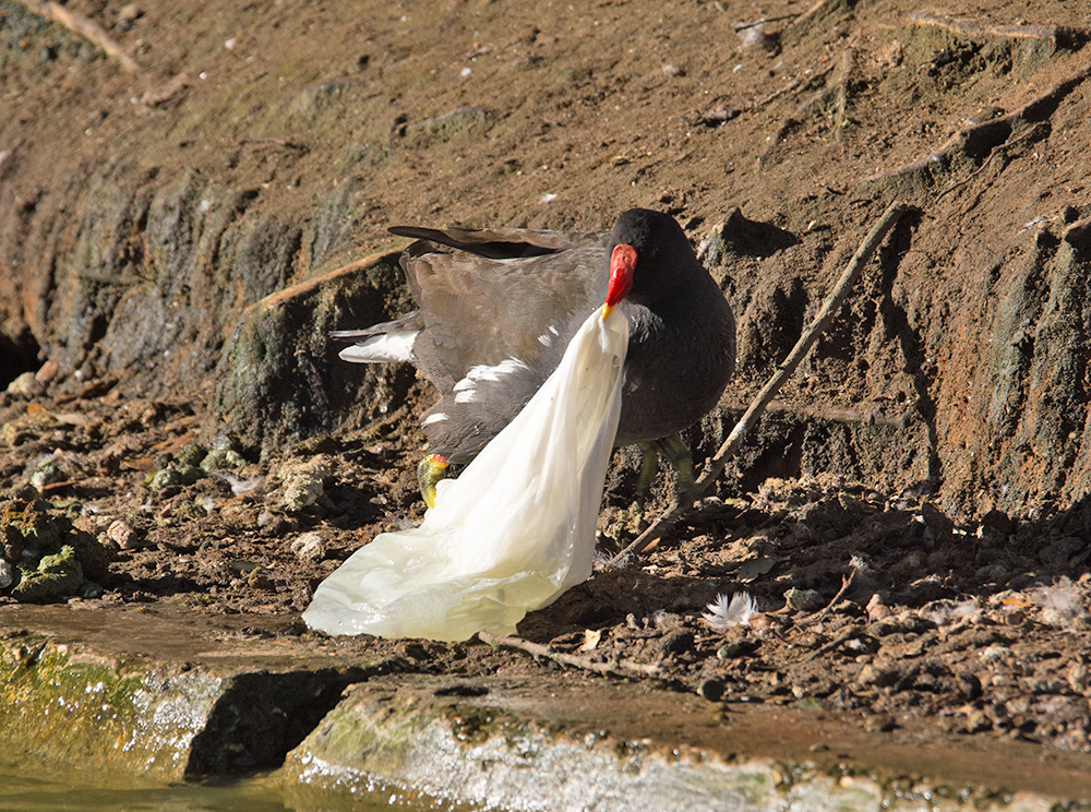 DSC_0343.jpg