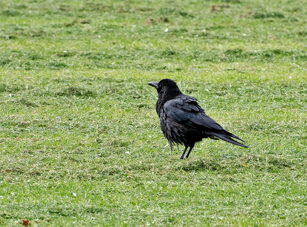 DSC_0343.jpg
