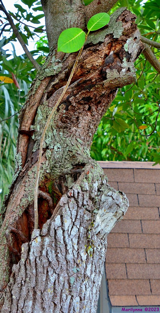 DSC_0343_001.JPG