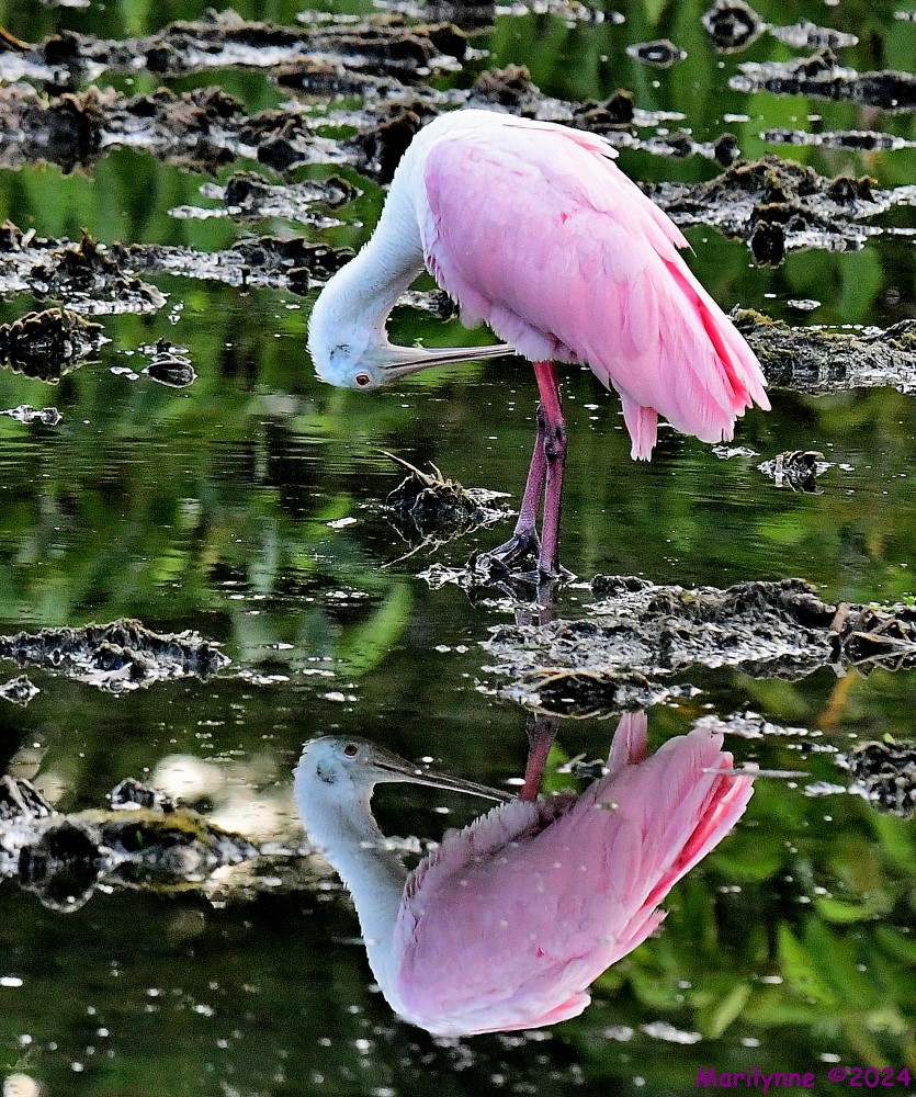 DSC_0343_001.JPG