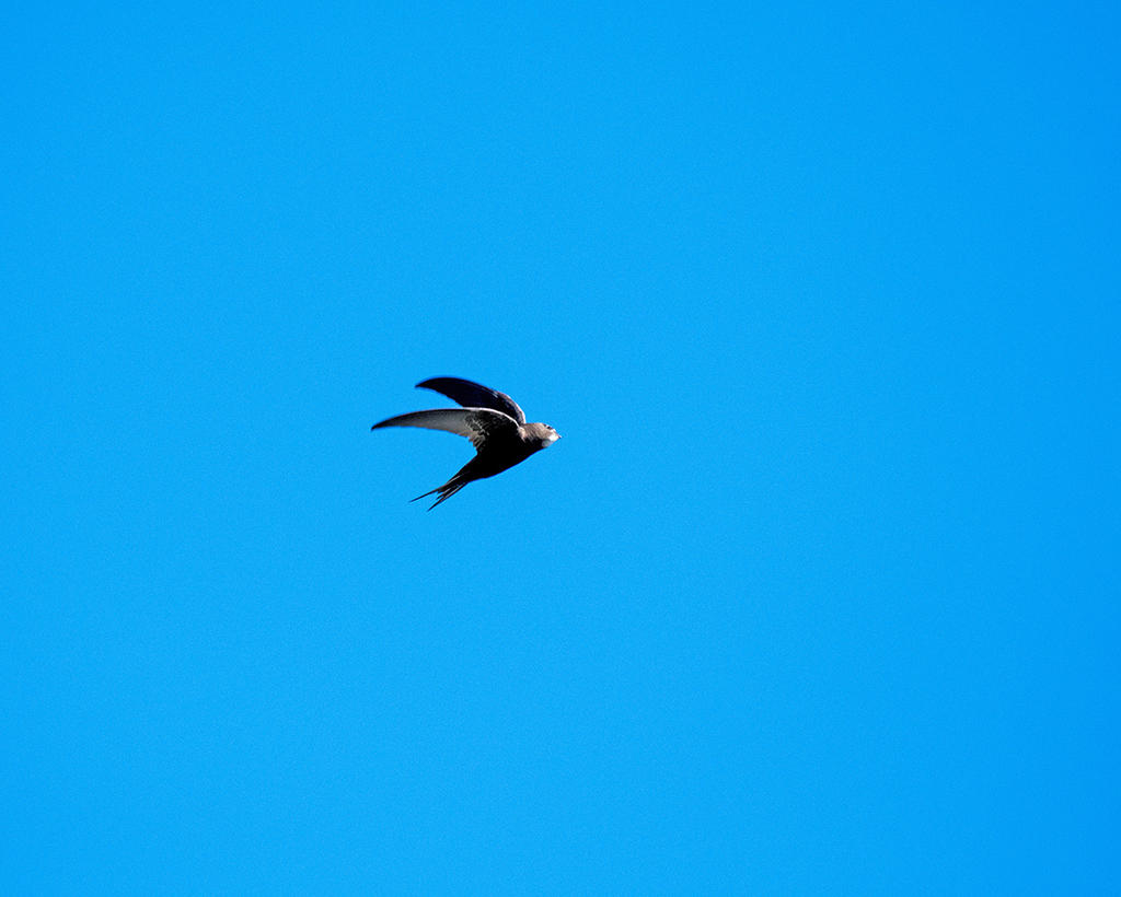 DSC_0344.jpg
