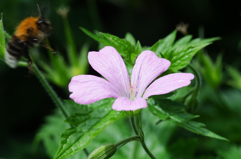 DSC_0344.jpg