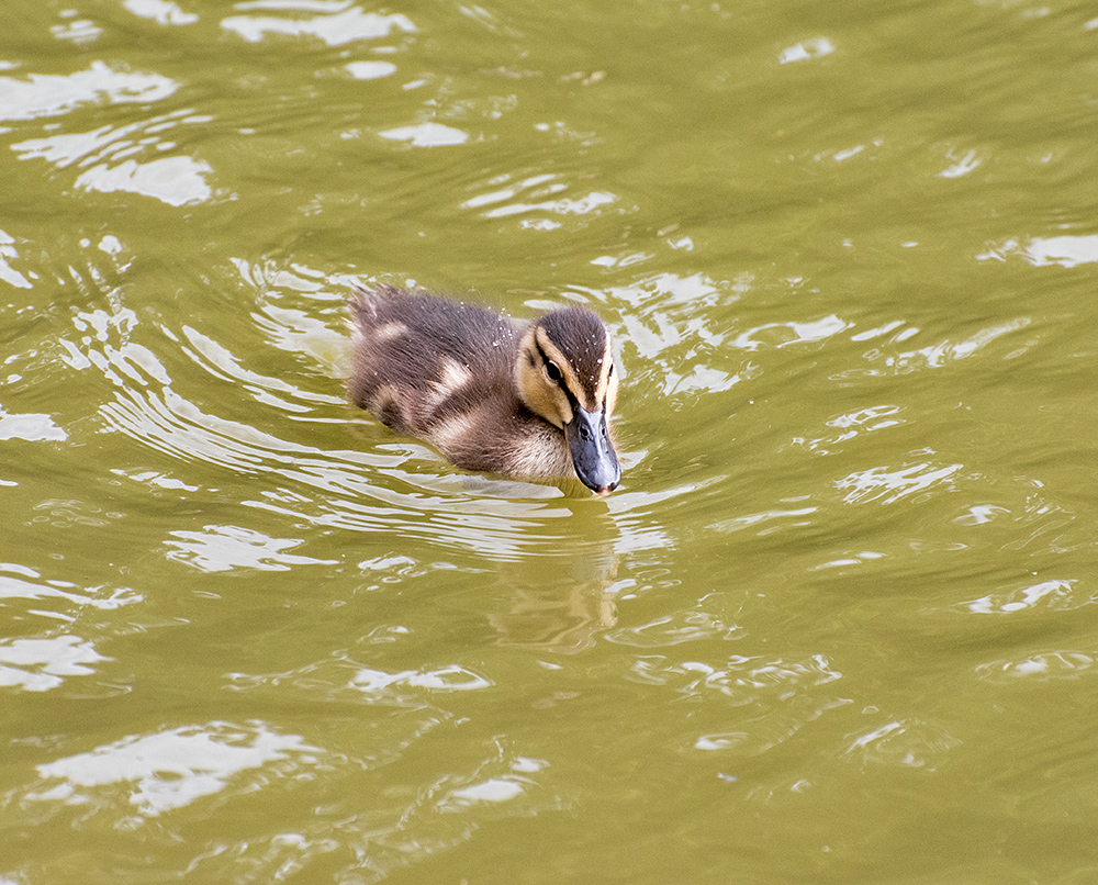 DSC_0346.jpg