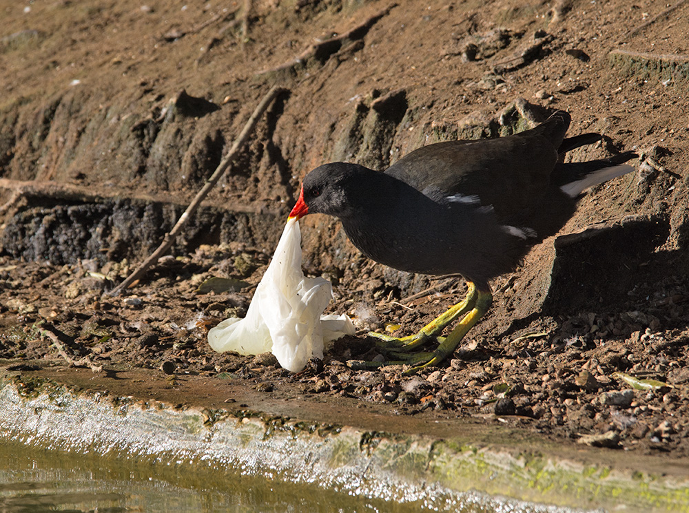 DSC_0347.jpg