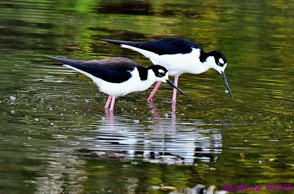 DSC_0347_001.JPG
