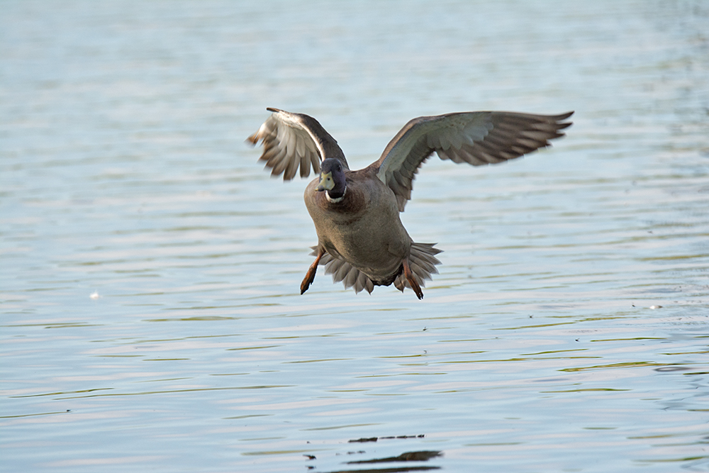 DSC_0348.jpg