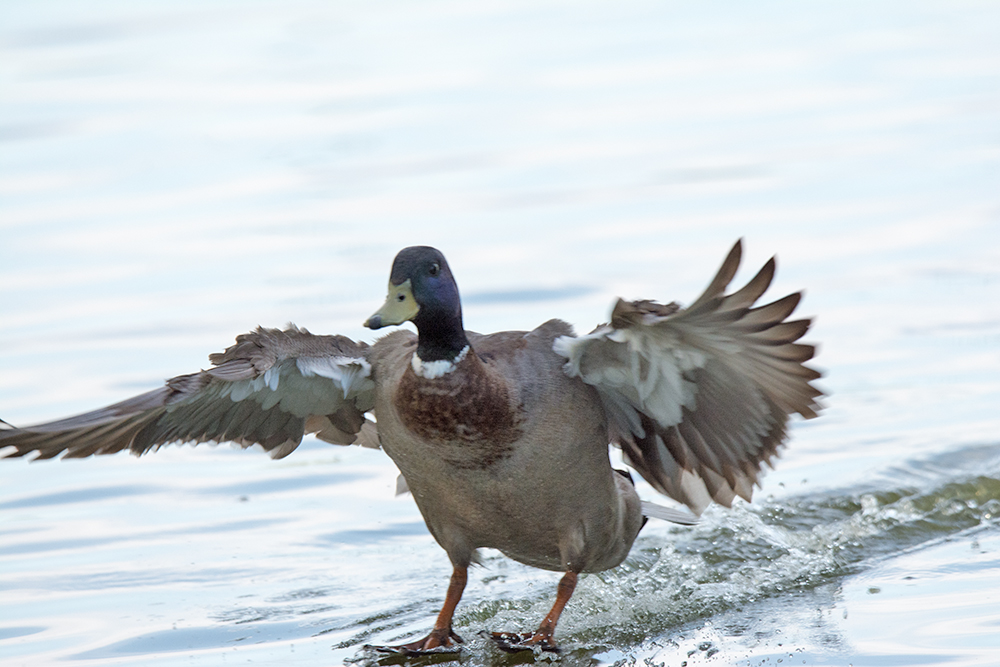 DSC_0350.jpg