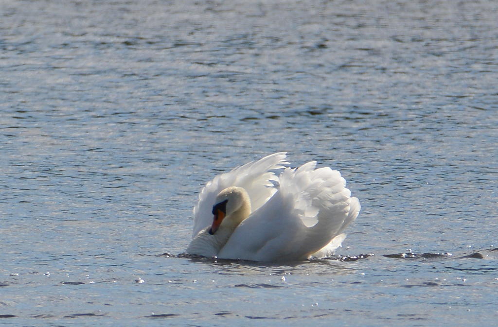 DSC_0350.jpg