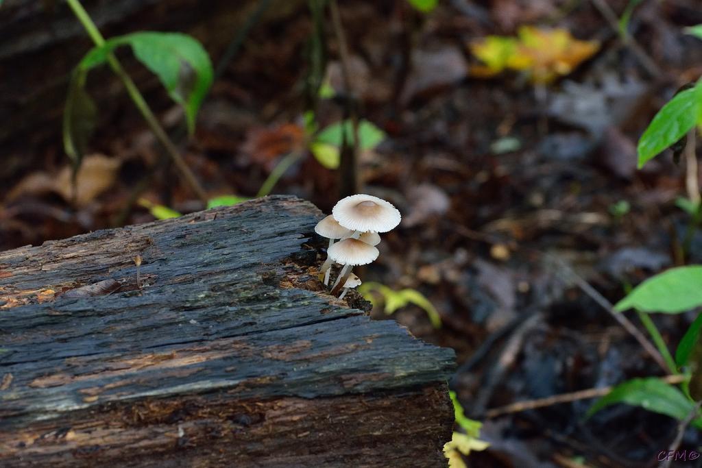 DSC_0350 nxd.jpg