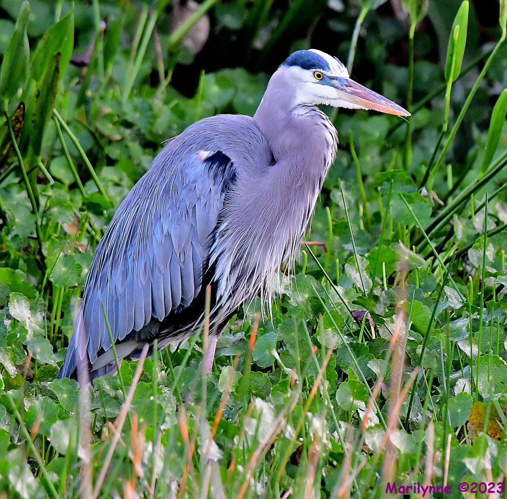 DSC_0350_001.JPG