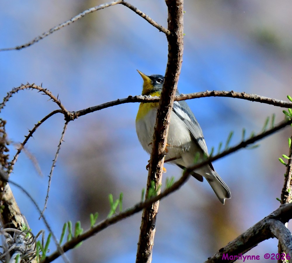 DSC_0350_001.JPG