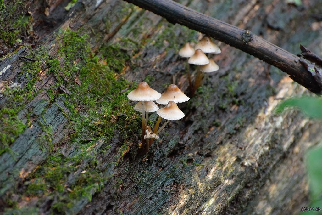 DSC_0352 nxd.jpg