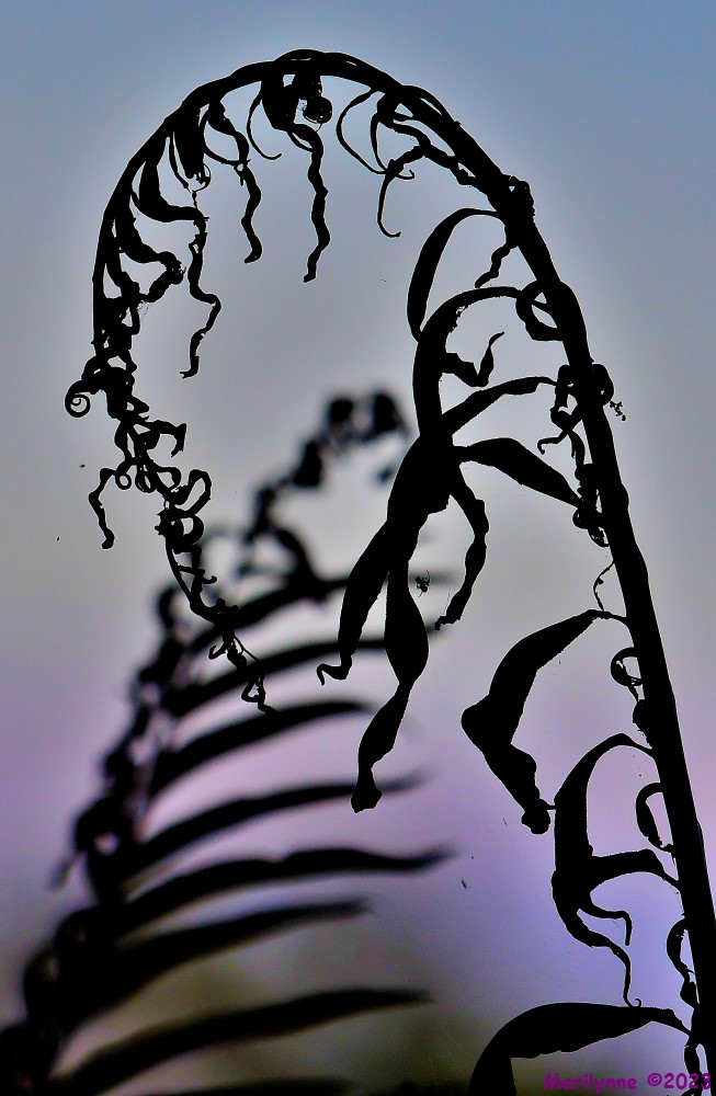 DSC_0352_001.JPG