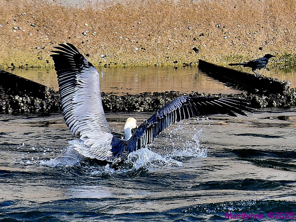 DSC_0352_001.JPG