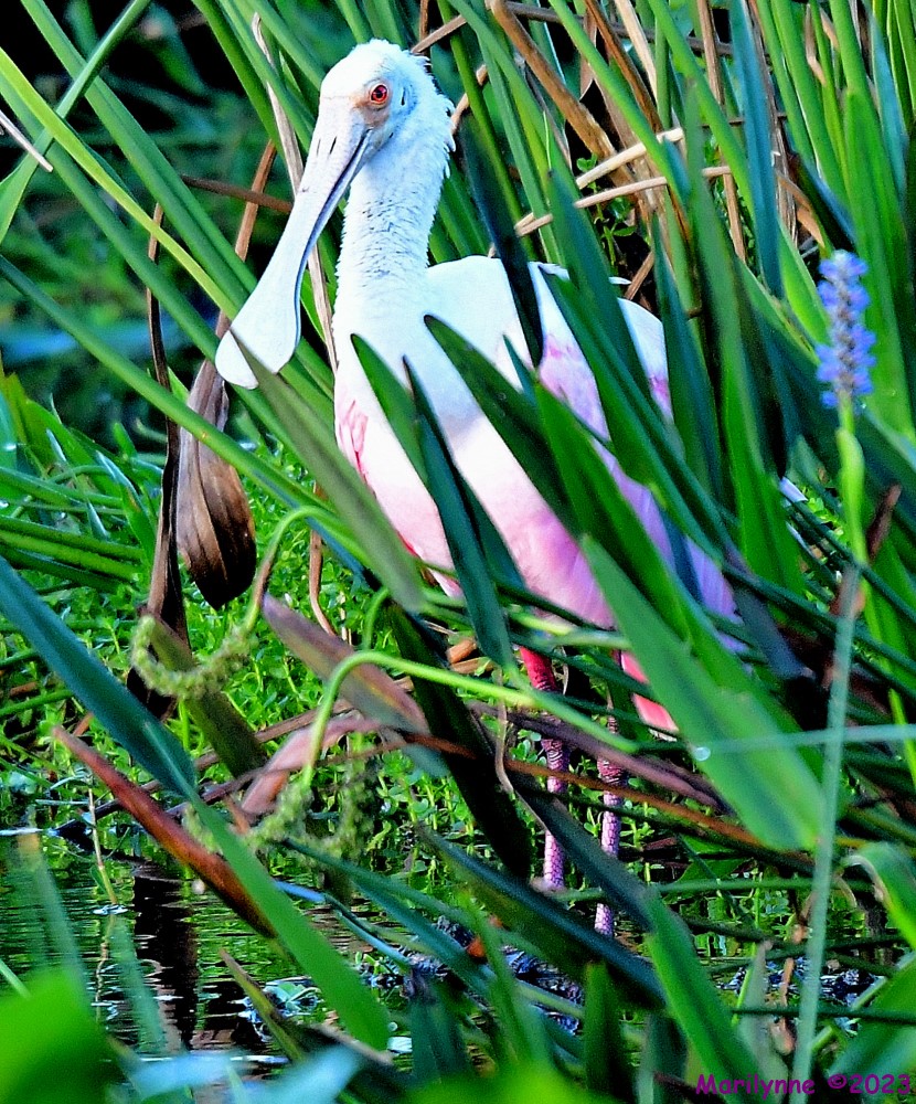 DSC_0353_001.JPG