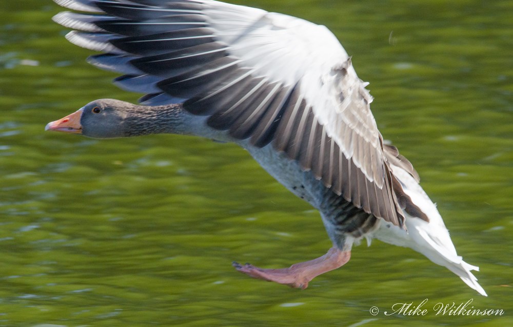 DSC_0355.jpg