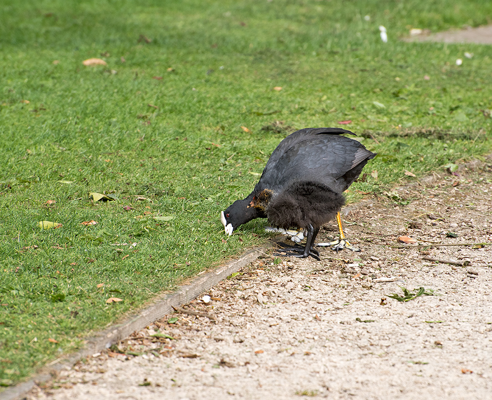 DSC_0356.jpg