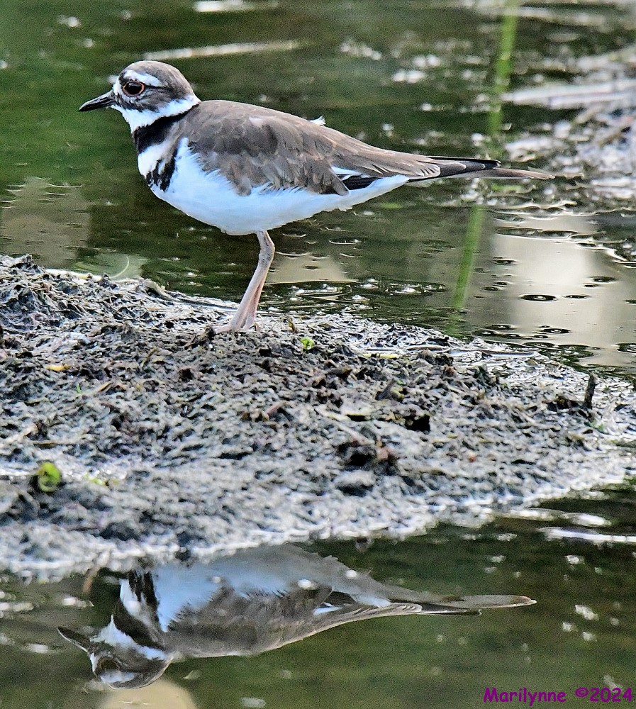 DSC_0360_001.JPG