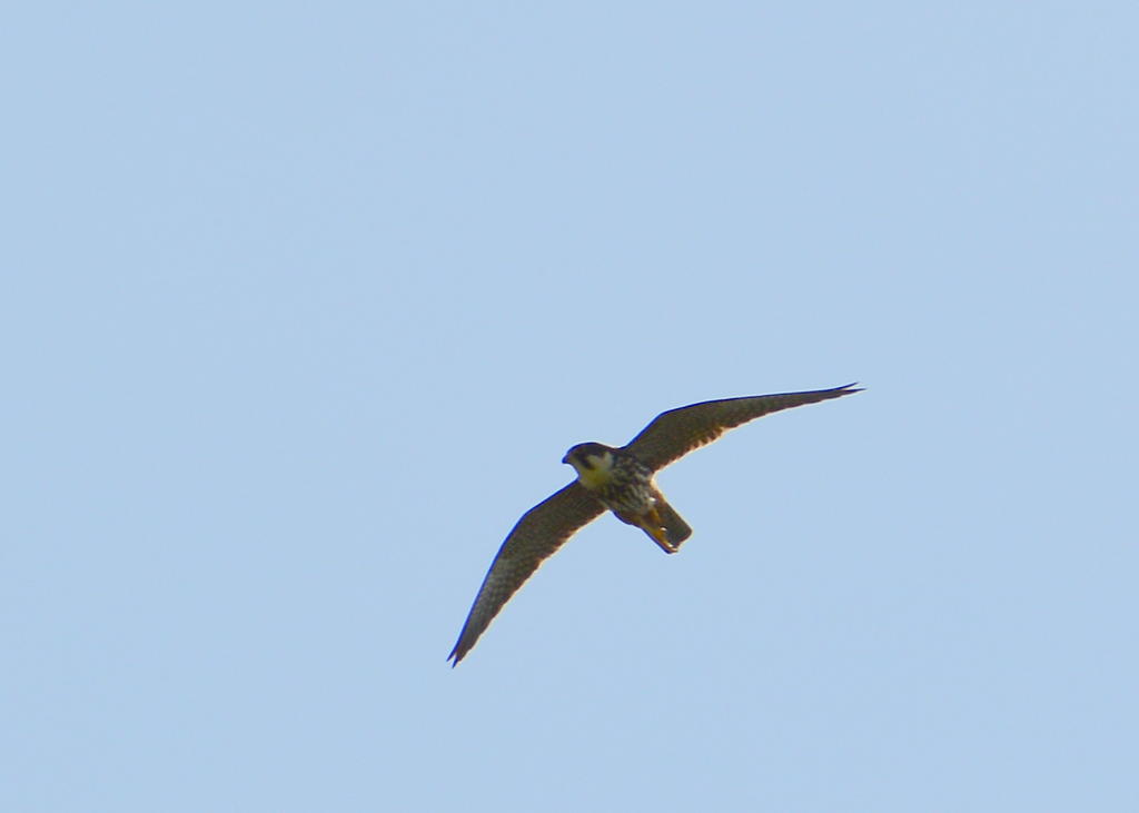 DSC_0361.jpg
