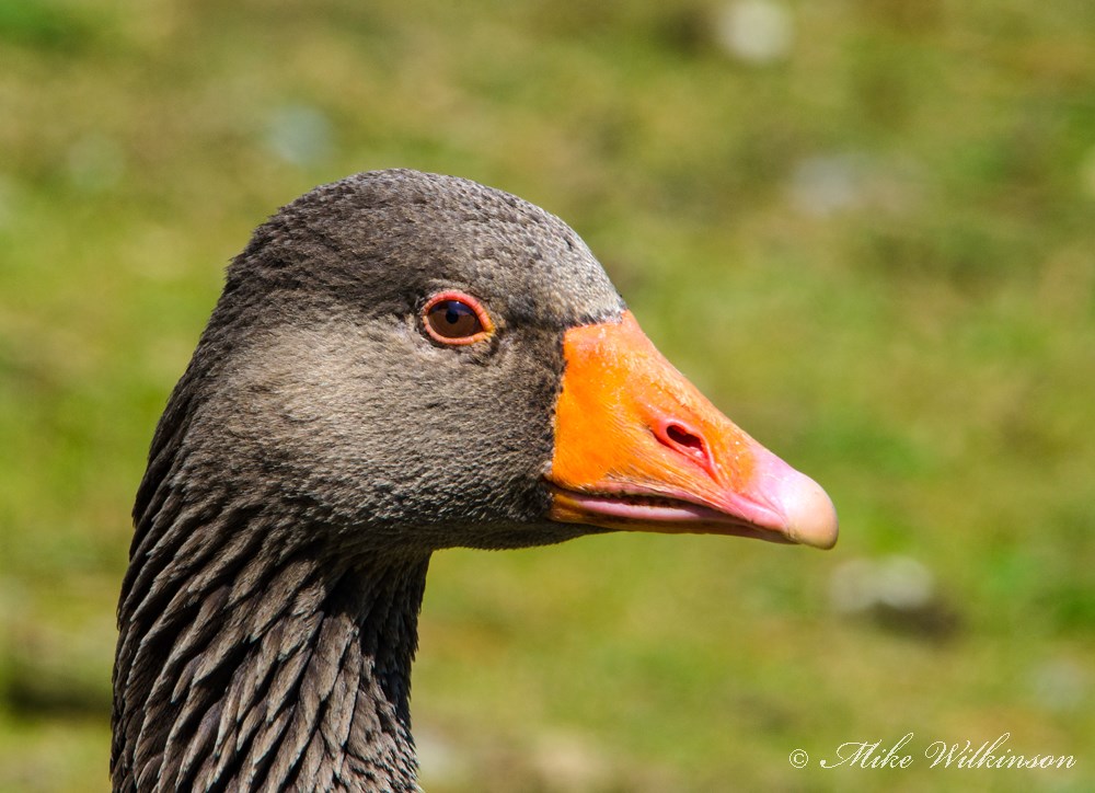 DSC_0362.jpg