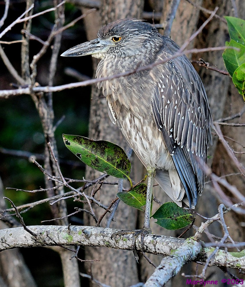 DSC_0362_001.JPG