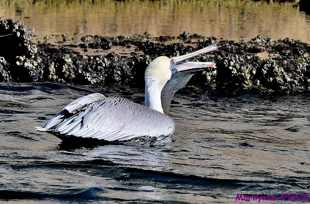 DSC_0362_001.JPG