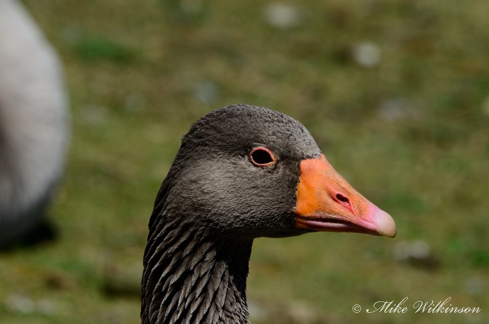 DSC_0362_01.JPG