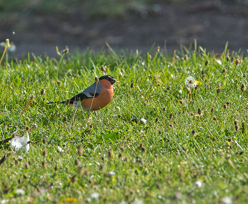 DSC_0365.jpg