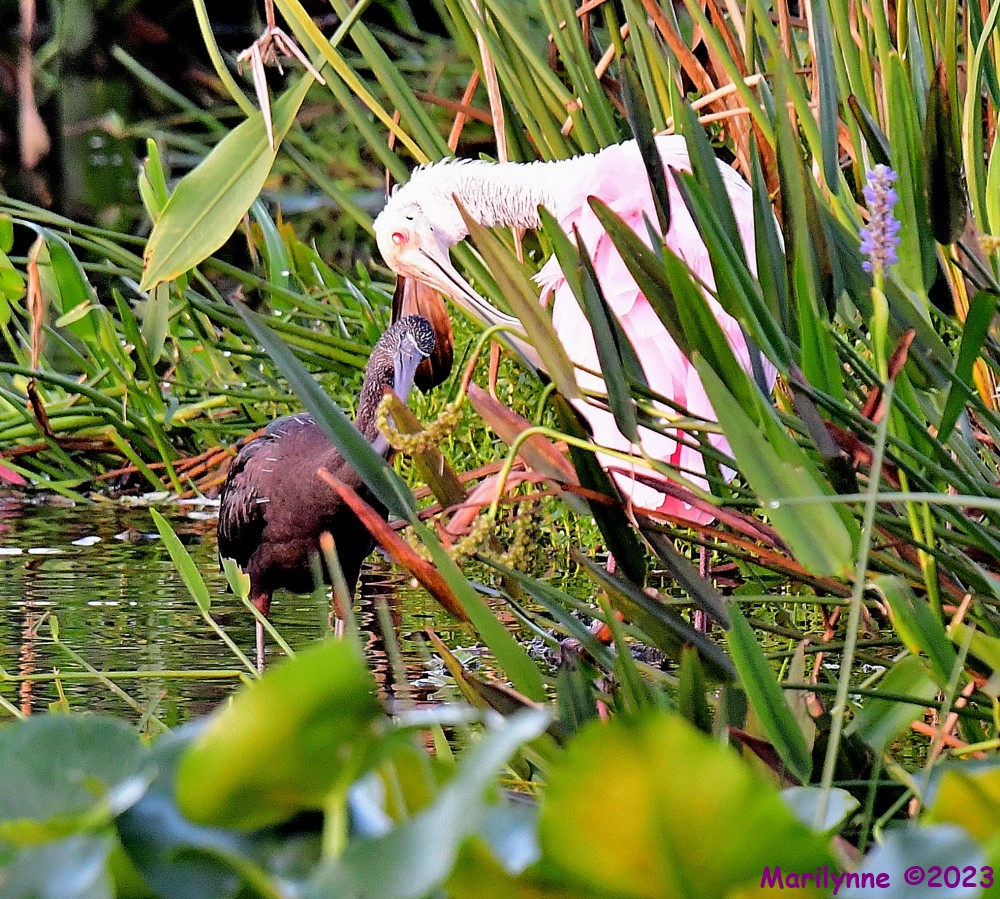 DSC_0365_001.JPG