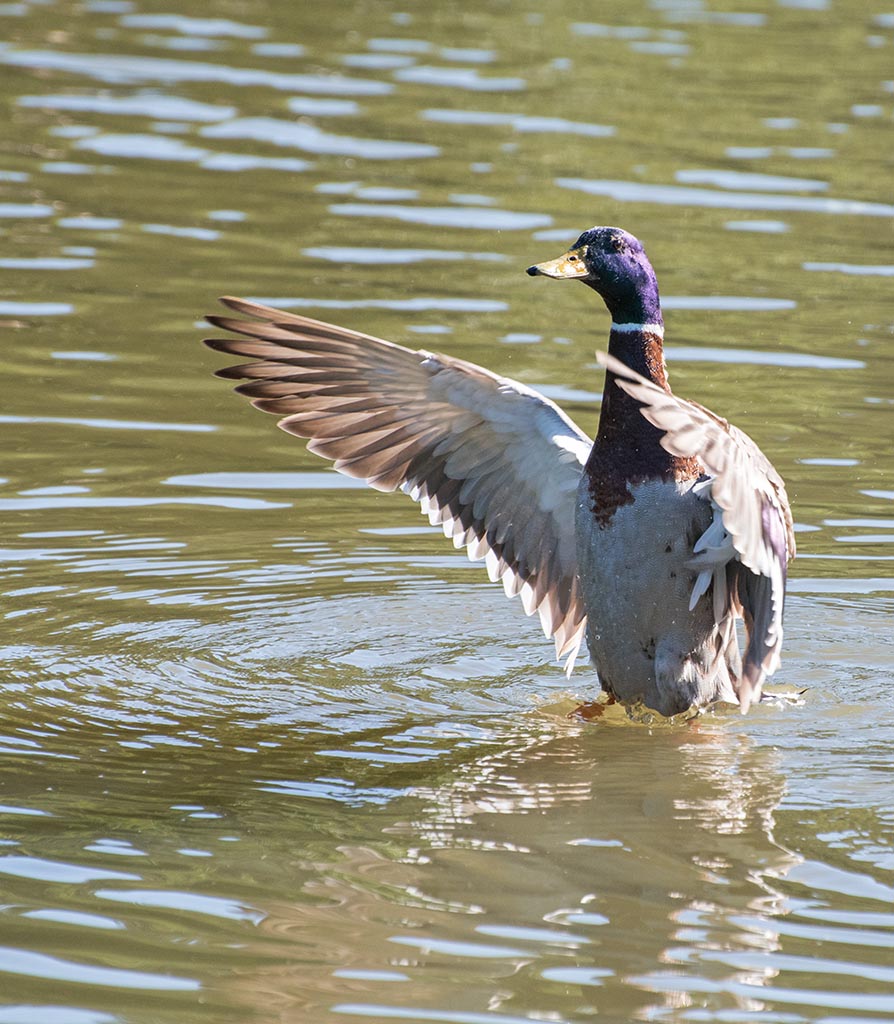 DSC_0366.jpg
