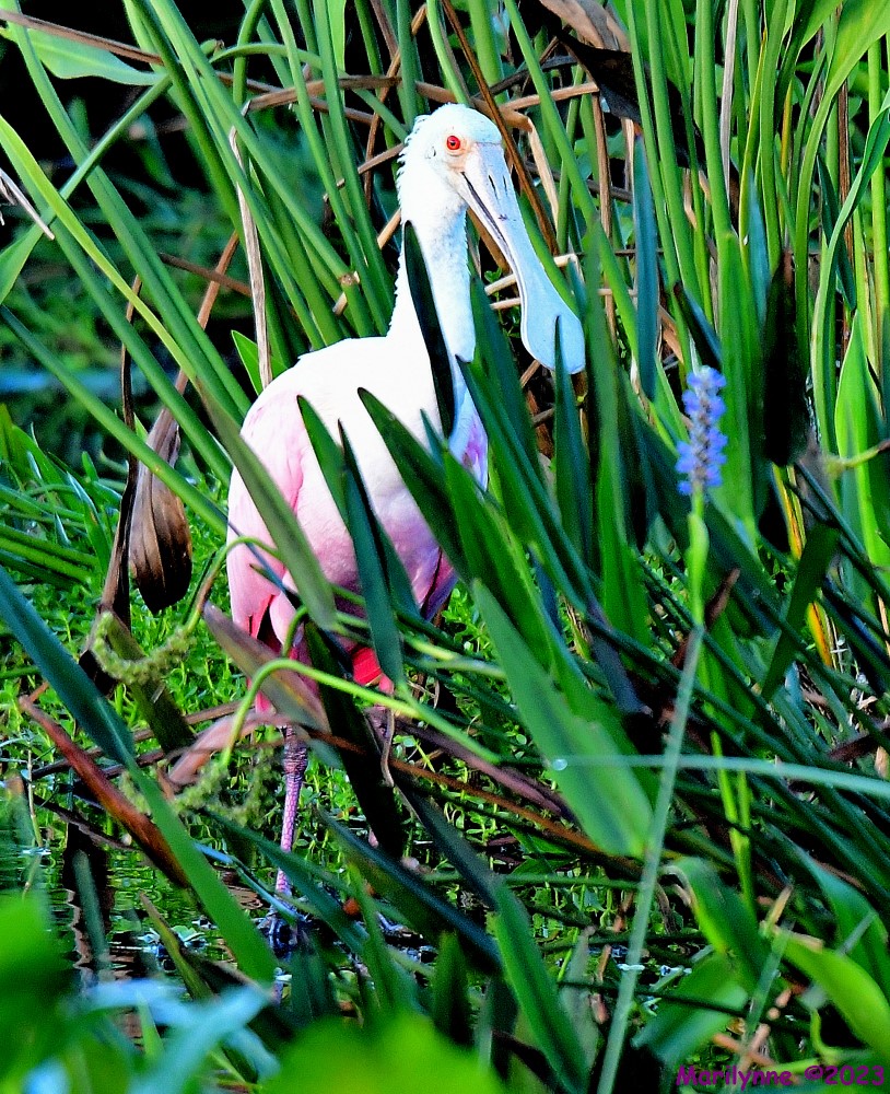 DSC_0366_001.JPG