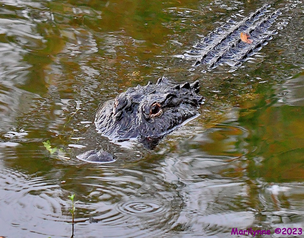 DSC_0374_001.JPG