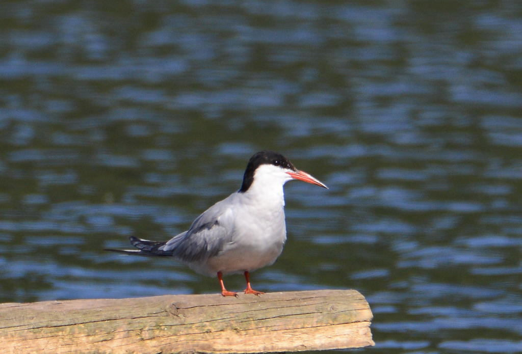 DSC_0375.jpg