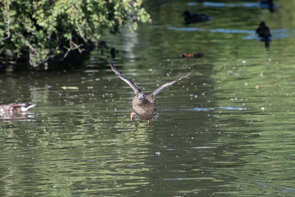 DSC_0375.jpg