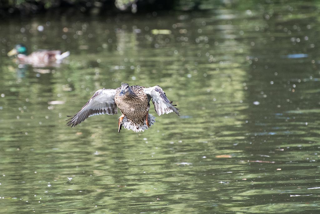 DSC_0376.jpg