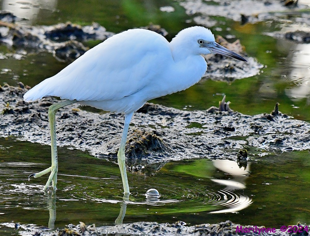 DSC_0376_001.JPG