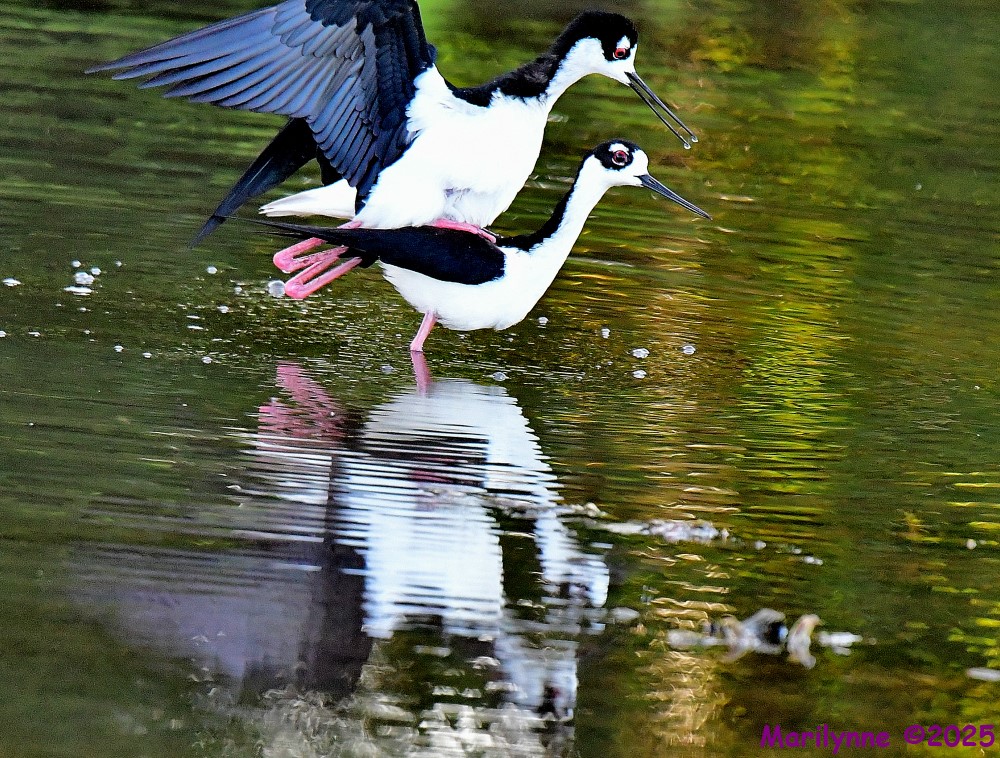 DSC_0376_001.JPG