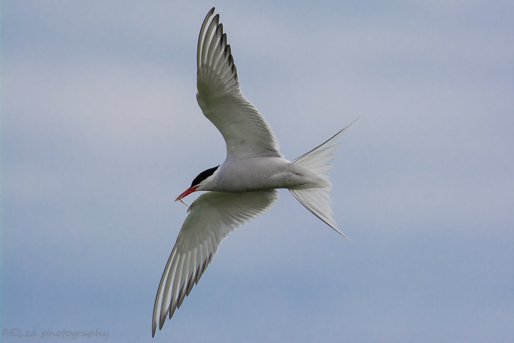 DSC_0377.jpg