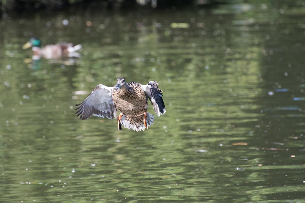 DSC_0377.jpg