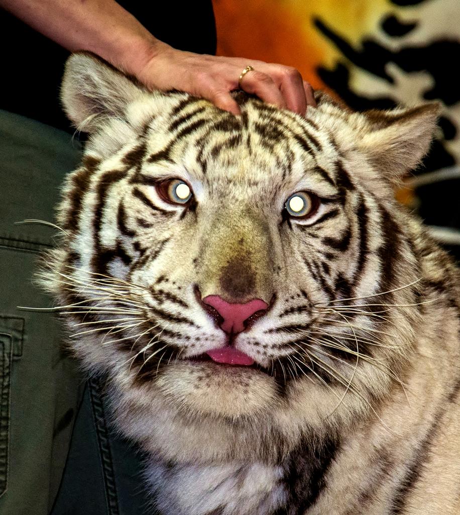 DSC_0377.jpg