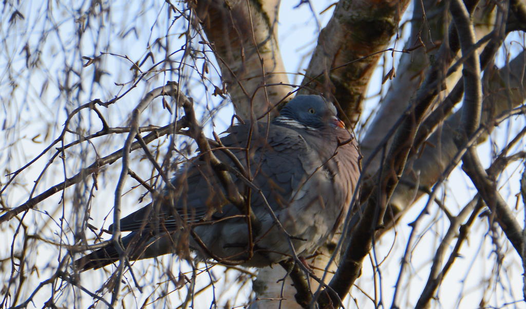 DSC_0378.jpg