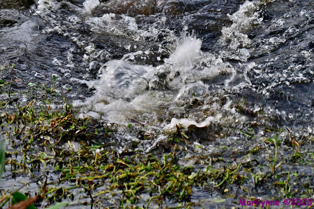 DSC_0378_001.JPG