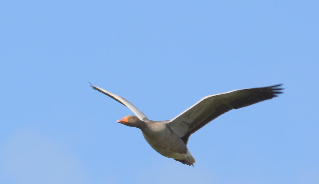DSC_0379.jpg