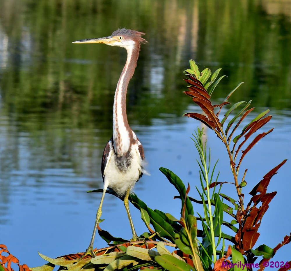 DSC_0379_001.JPG