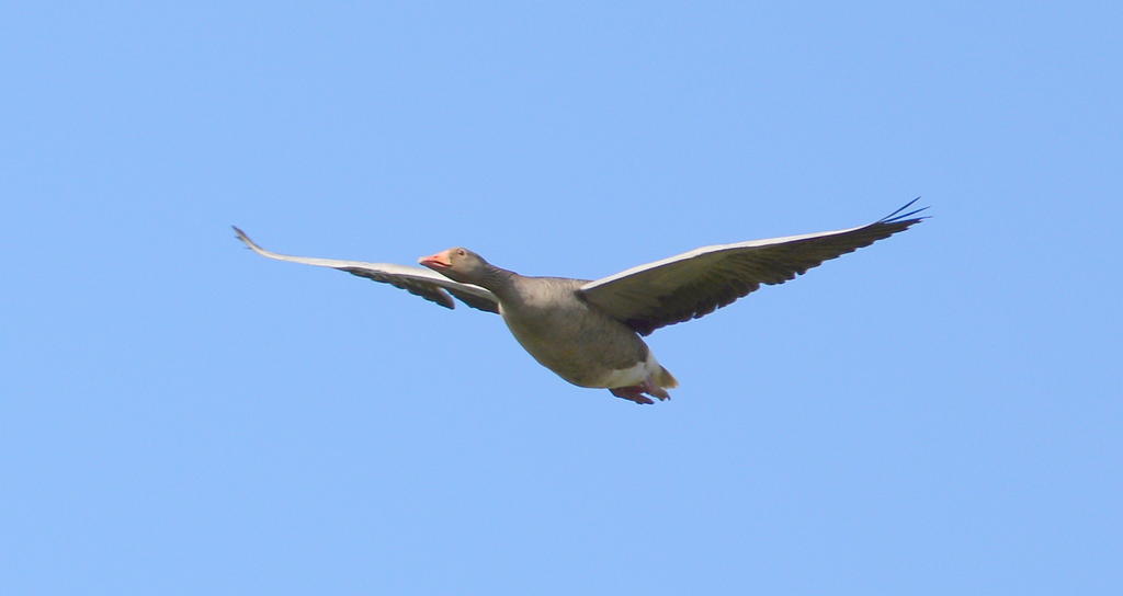 DSC_0380.jpg