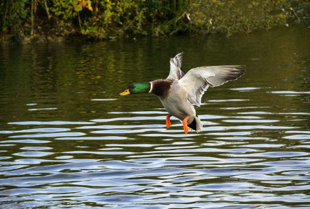 DSC_0380.jpg